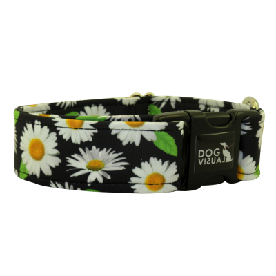 Obojok DAISY